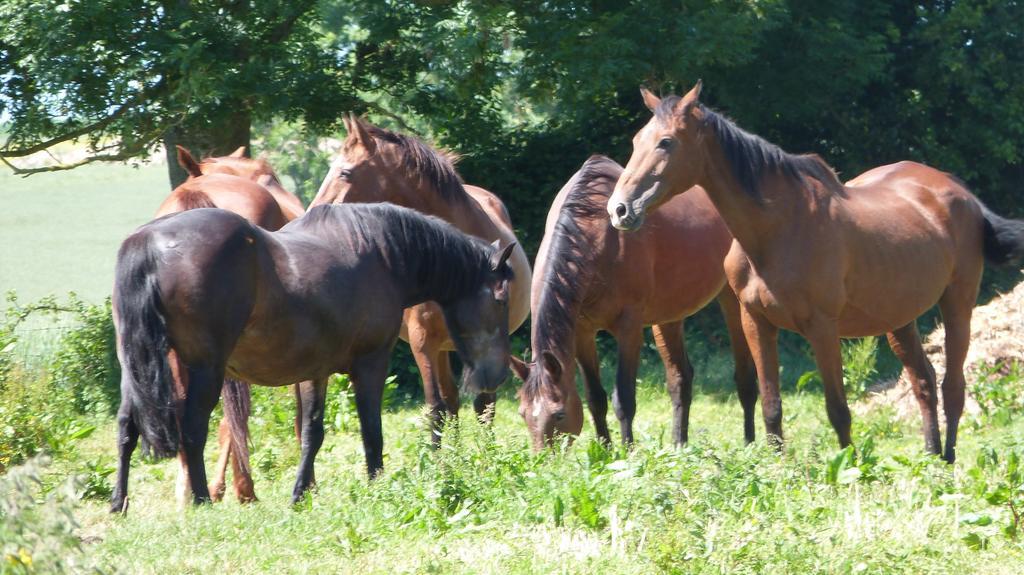 Gite Et Relais Equestre De Marie Tours-en-Vimeu 객실 사진