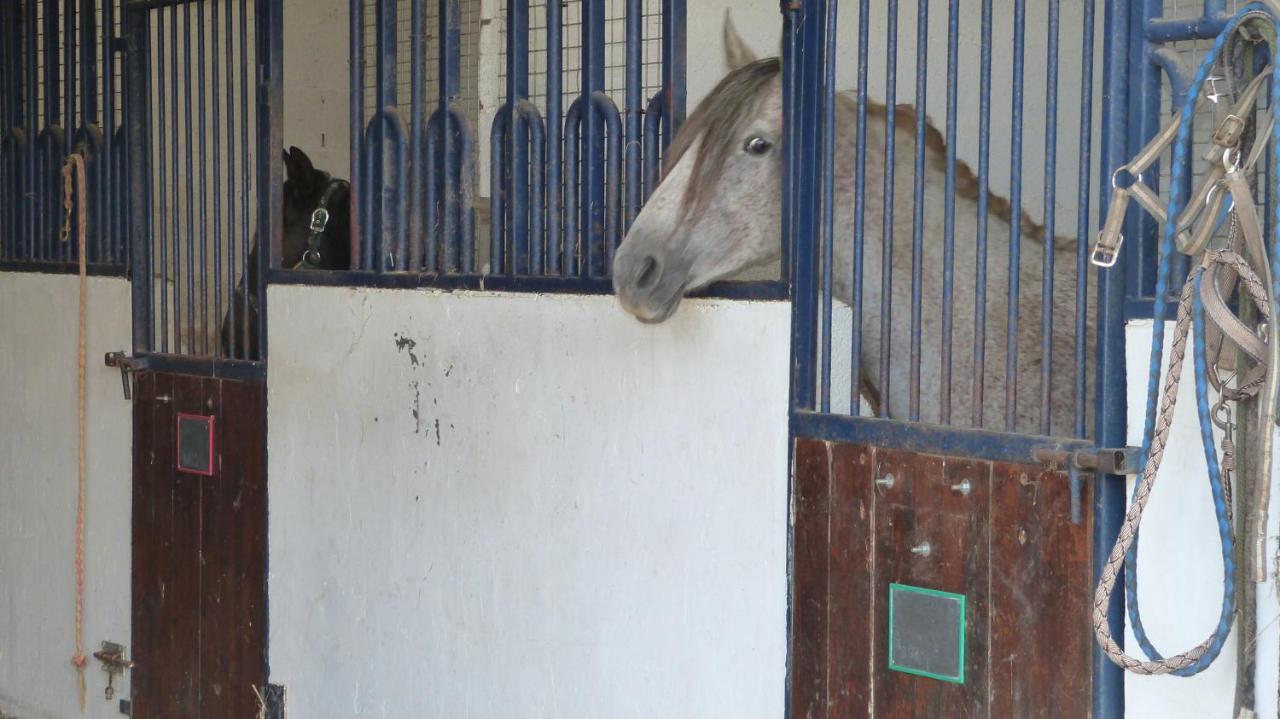 Gite Et Relais Equestre De Marie Tours-en-Vimeu 외부 사진